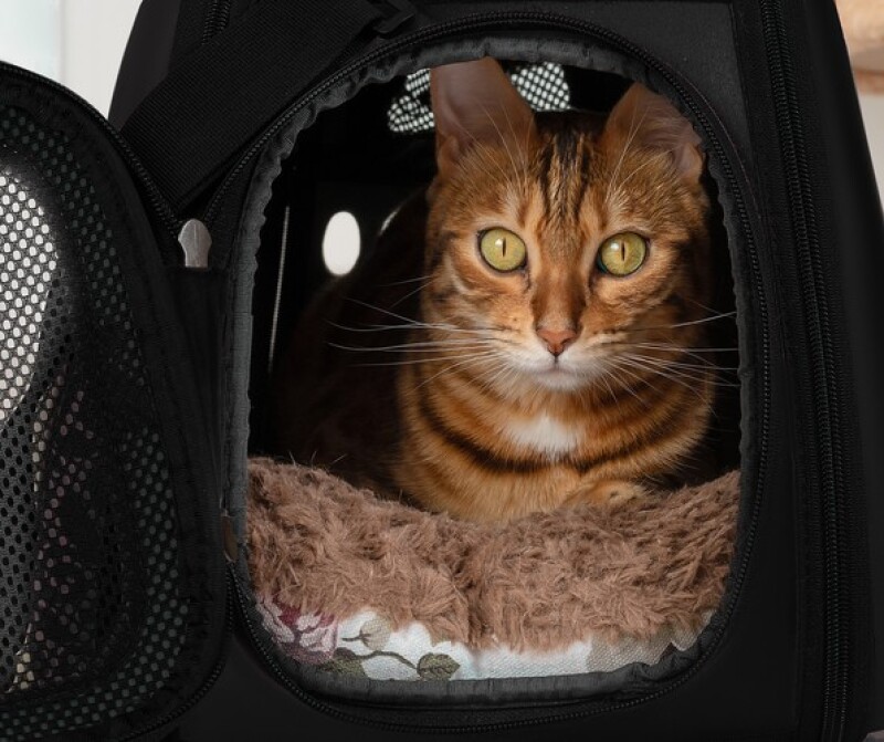 Transporter bag for dogs and cats