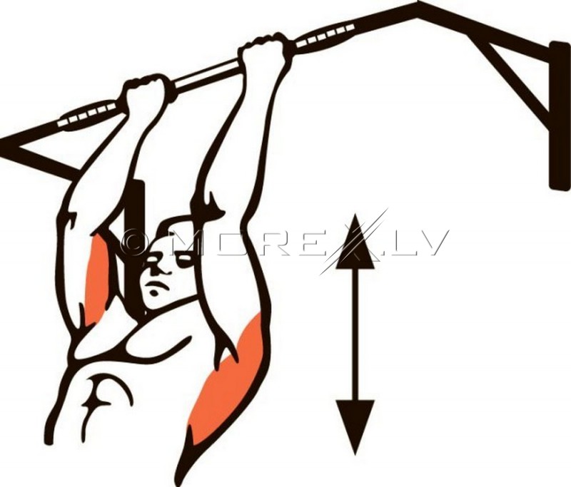 Pull up bar Spectrum-2 (00009)